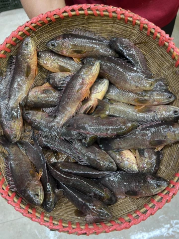 দেশি কৈ মাছ (২৪-২৮)পিছে কেজি ১২০০৳ কেজি।