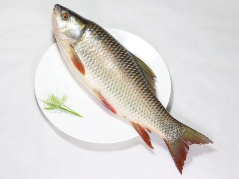 রুই মাছ-খুলনা/সাতক্ষীরা  ১-২ কেজি সাইজ,প্রতি কেজি ৫৫০৳ টাকা।