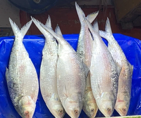রুপালি ইলিশ ১২০০+ গ্রাম সাইজ ৩৩০০৳ কেজি।