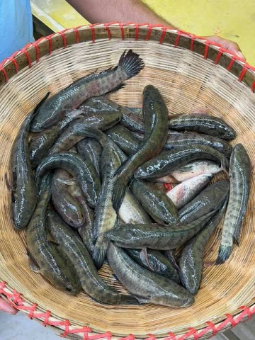 দেশি টাকি মাছ ৬৫০৳ কেজি।