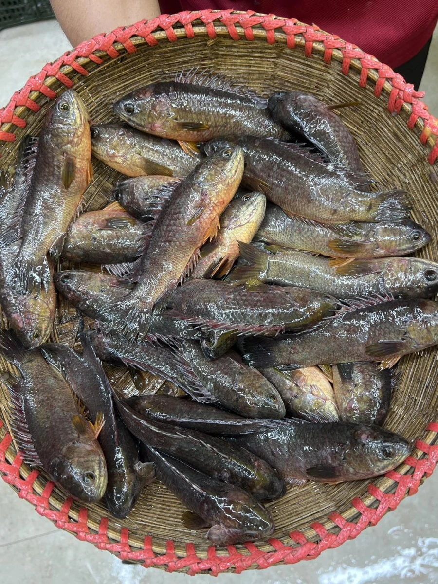 দেশি কৈ মাছ (২৪-২৮)পিছে কেজি ১২০০৳ কেজি।