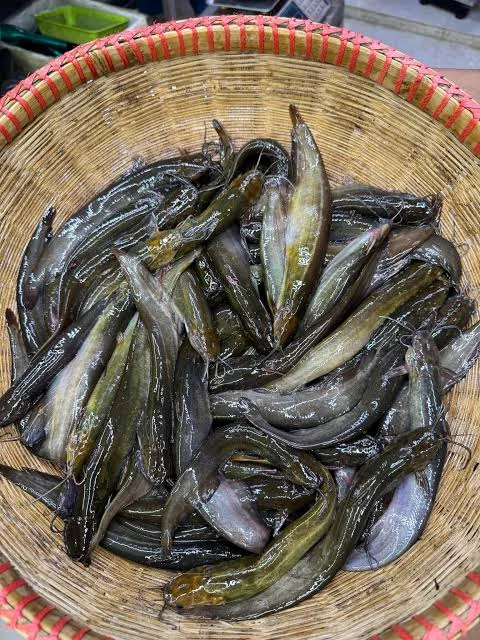 দেশি শিং মাছ ১২০০৳ কেজি।