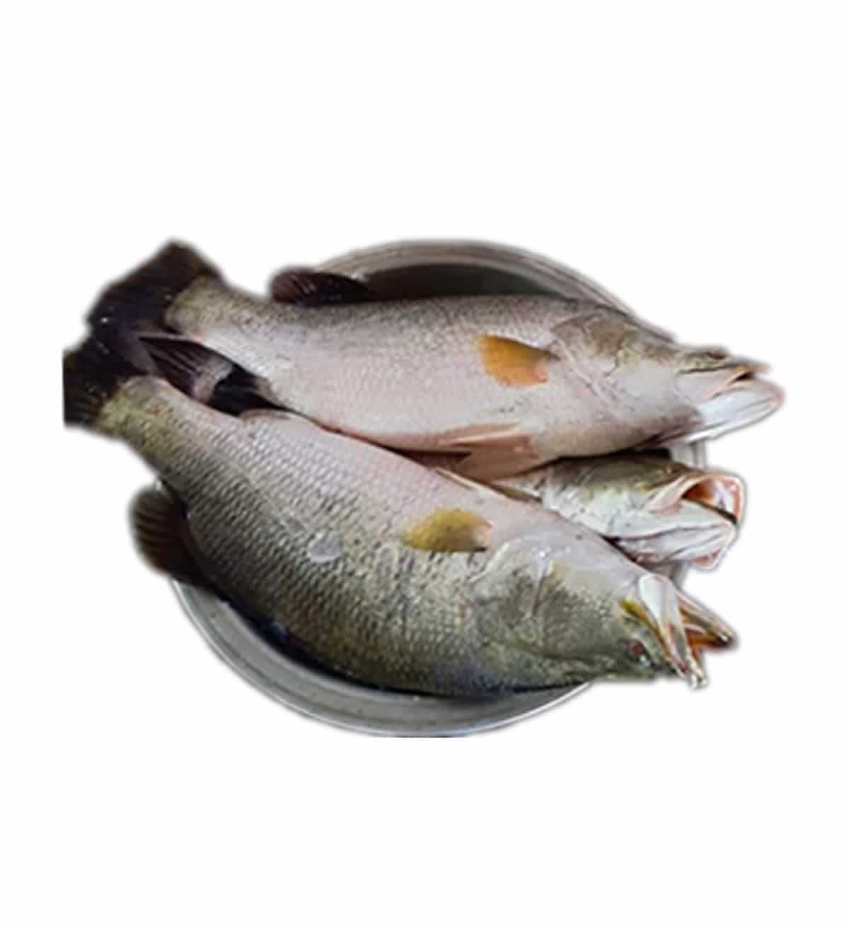 কোরাল মাছ ২-৩ কেজি সাইজ, ৯৮০৳ / কেজি
