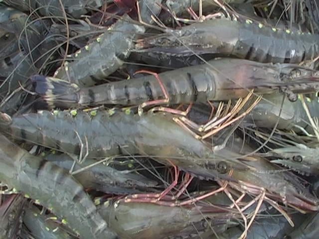 বাগদা চিংড়ি ৯০০৳ কেজি।