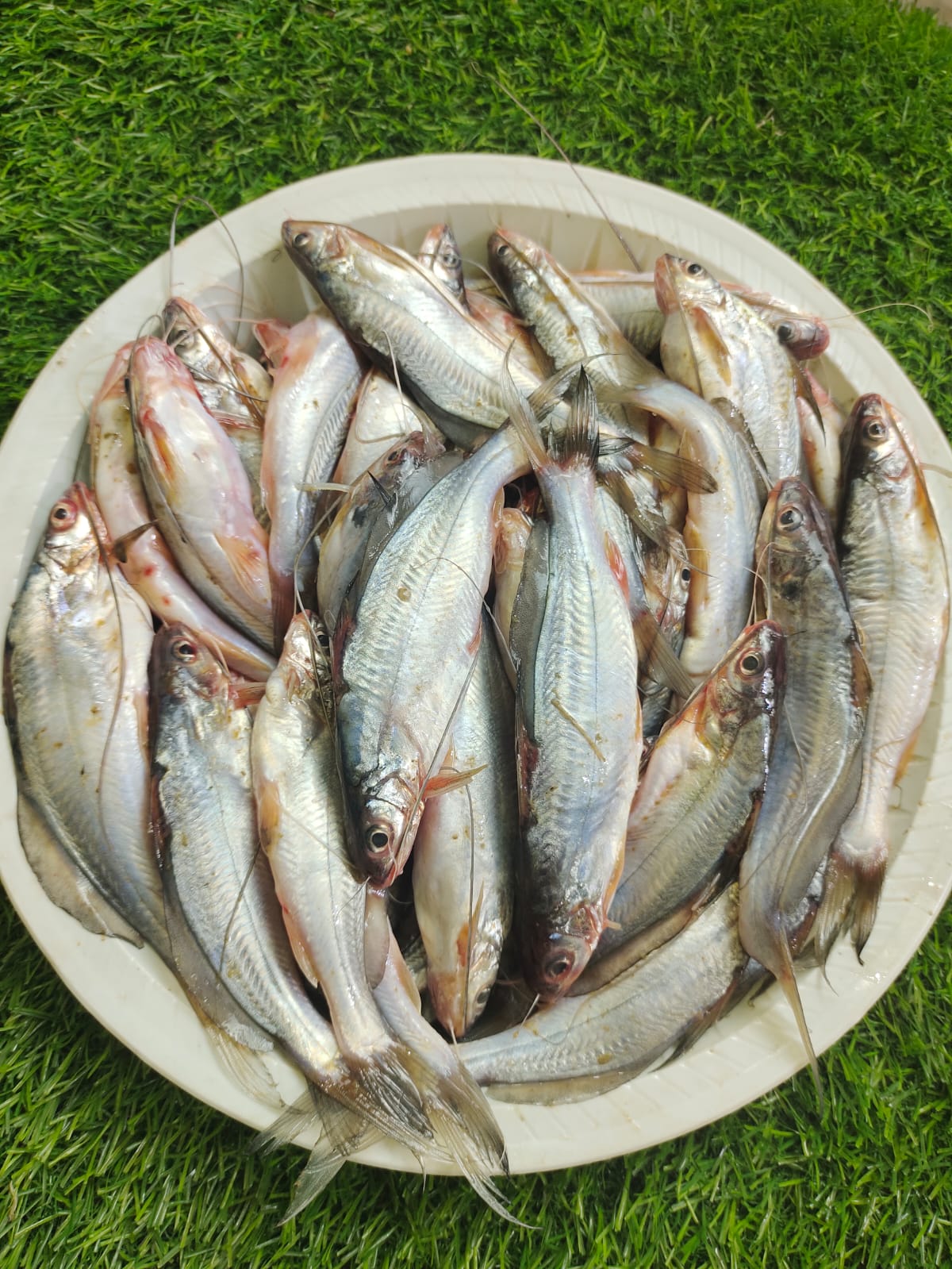 গুলসা টেংরা,প্রতি কেজি ৯০০৳ কেজি।