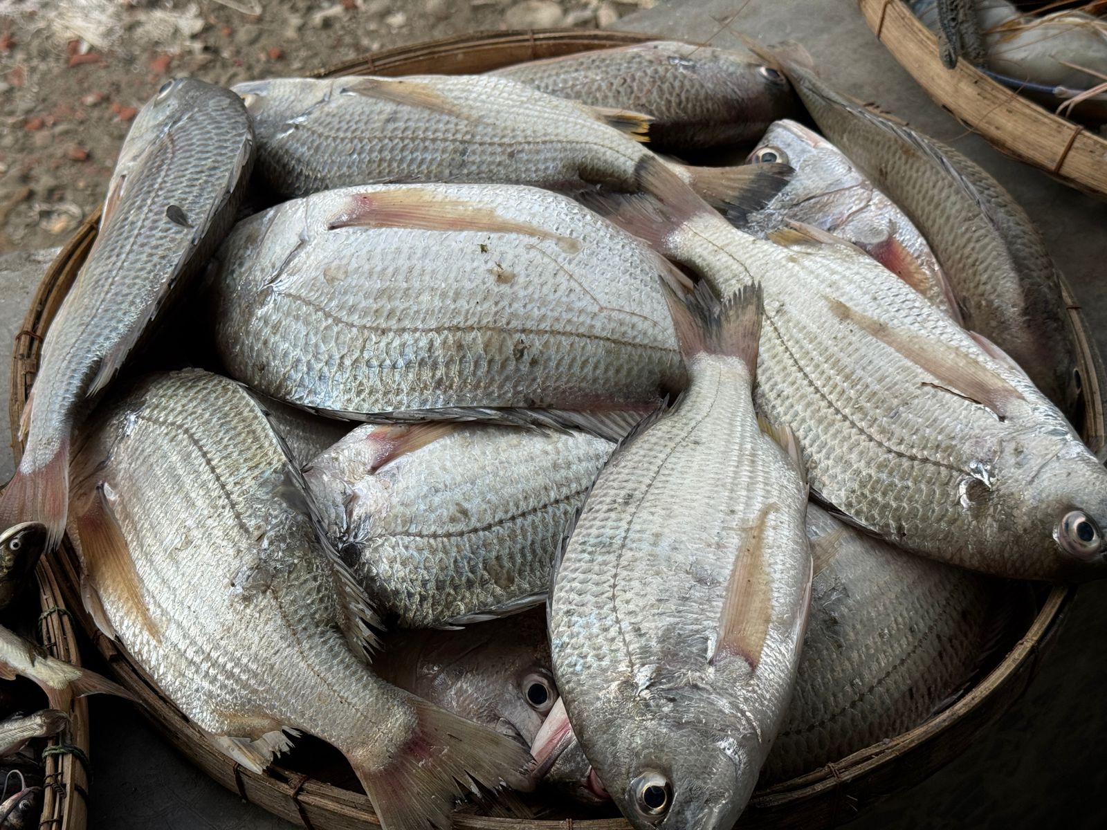 দাতিনা মাছ ৭০০৳কেজি।