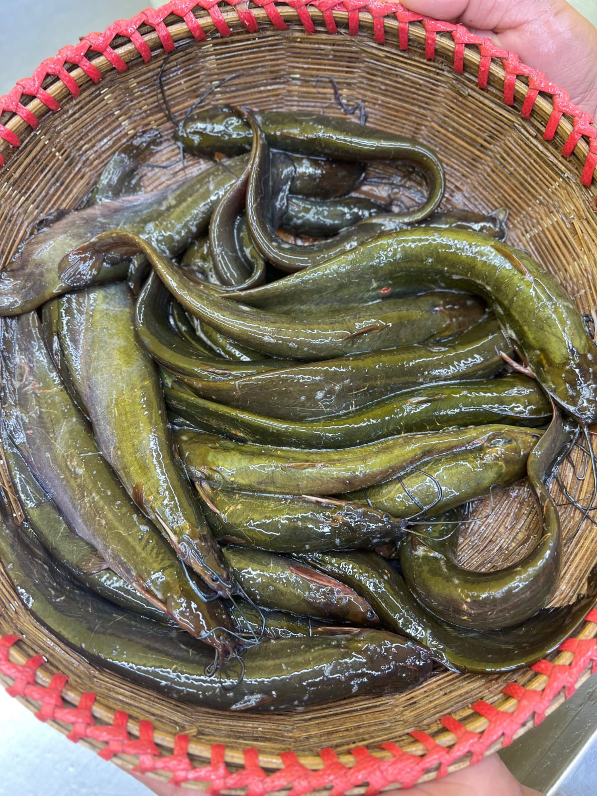 দেশি শিং মাছ ১২০০৳ কেজি।