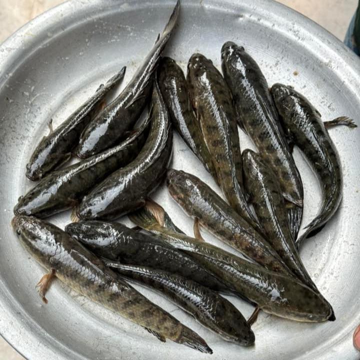 দেশি টাকি মাছ ৬৫০৳ কেজি।