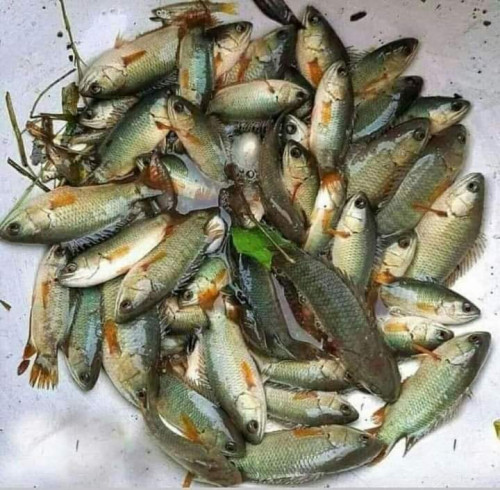 দেশি কৈ মাছ (১৪-১৬)পিছে কেজি ১৬০০৳ কেজি।